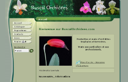 Buscal Orchides