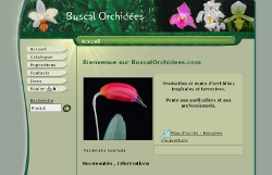 Buscal Orchid�es